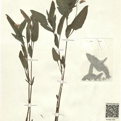 Viola elatior Fries -  RO-HSepv 15299 photo