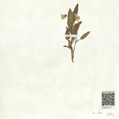 Viola elatior Fries -  RO-HSepv 18174 photo