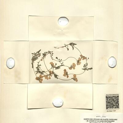 Viola elegantula H.W. Schott. var. latisepala (Wettst.) W. Beck.  -  RO-HSepv 11447 photo