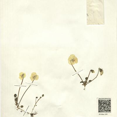 Viola eugeniae Parl. subsp. eugeniae -  RO-HSepv 15301 photo