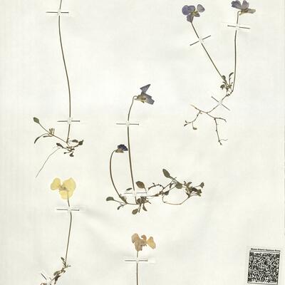 Viola eugeniae Parl. subsp. eugeniae -  RO-HSepv 19237 photo