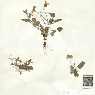 Viola hirta L.  -  RO-HSepv 17202 photo