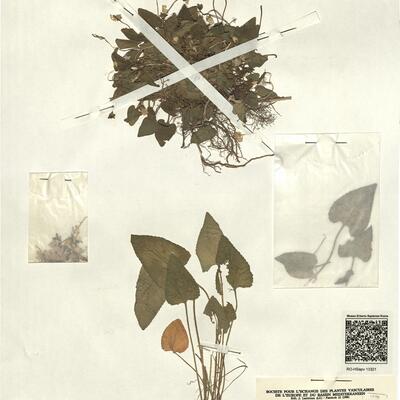 Viola hirta L. var. fraterna Reichenb. -  RO-HSepv 13321 photo