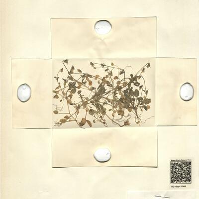 Viola kitaibeliana Schultes  -  RO-HSepv 11448 photo