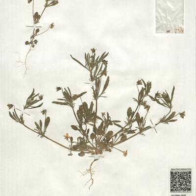 Viola kitaibeliana Schultes  -  RO-HSepv 19238 photo