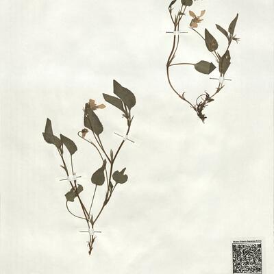 Viola lactea Sm.  -  RO-HSepv 19239 photo