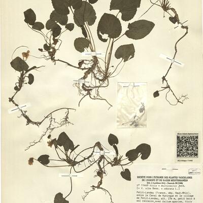 Viola x multicaulis Jord. -  RO-HSepv 11449 photo