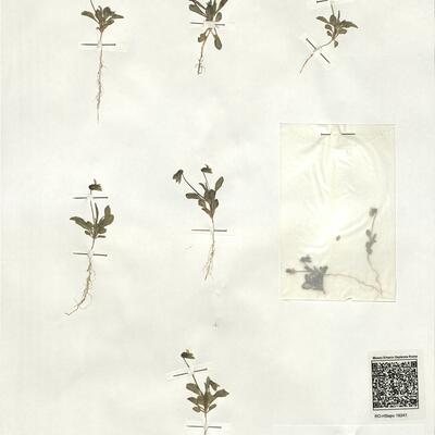 Viola occulta Lehm. -  RO-HSepv 19241 photo