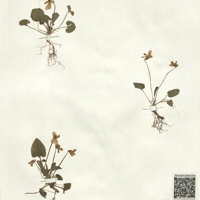 Viola odorata L. -  RO-HSepv 14278 photo