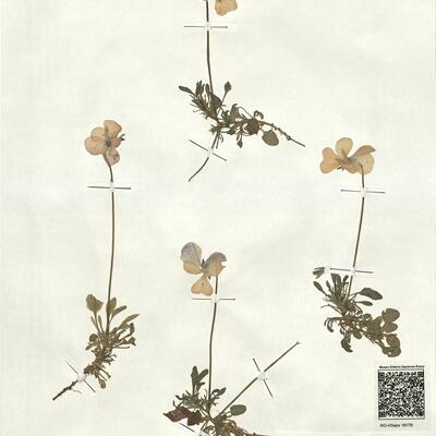 Viola pseudogracilis Strobl subsp. pdeudogracilis -  RO-HSepv 18176 photo