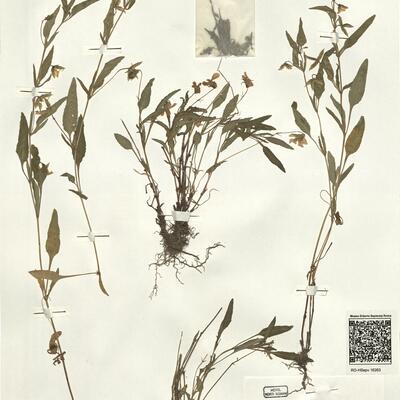 Viola pumila Chaix -  RO-HSepv 16263 photo