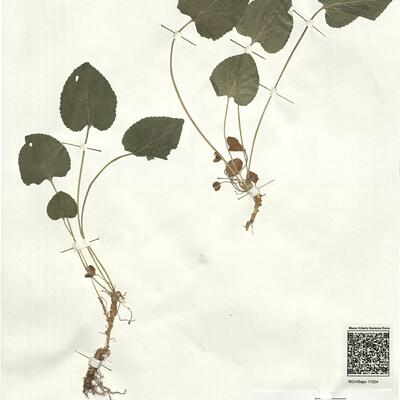 Viola pyrenaica Ramond ex DC.  -  RO-HSepv 17204 photo