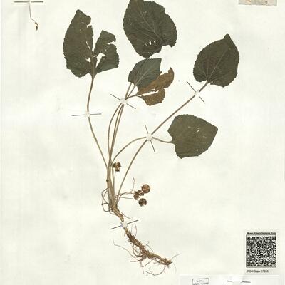 Viola pyrenaica Ramond ex DC.  -  RO-HSepv 17205 photo