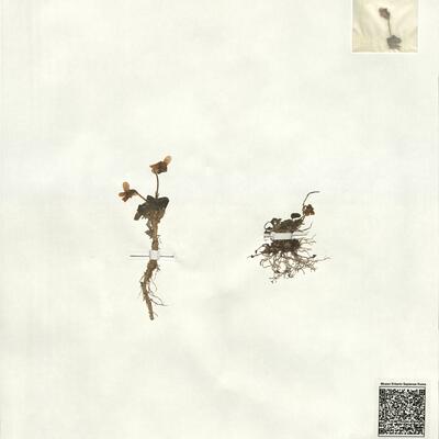 Viola pyrenaica Ramond ex. DC. -  RO-HSepv 18177 photo