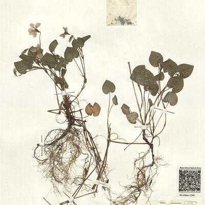 Viola riviniana Reichenb. -  RO-HSepv 12350 photo