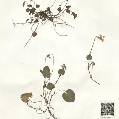 Viola riviniana Reichenb. -  RO-HSepv 16264 photo