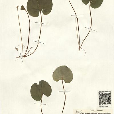 Viola x ruprechtiana Borb. -  RO-HSepv 13326 photo