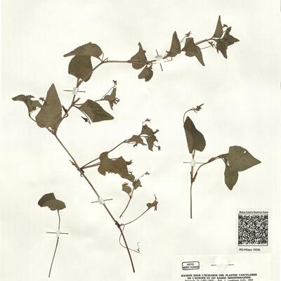 Viola schultzii Billot x riviniana Reichenb. -  RO-HSepv 16266 photo