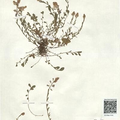 Polygala calcarea F.W. Schultz -  RO-HSepv 18145 photo