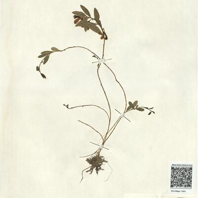 Polygala chamaebuxus L. -  RO-HSepv 13301 photo