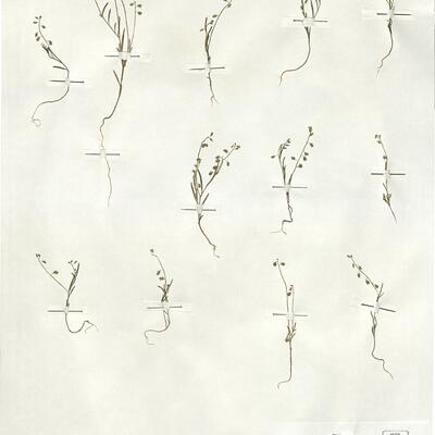 Polygala exilis DC. -  RO-HSepv 19210 photo