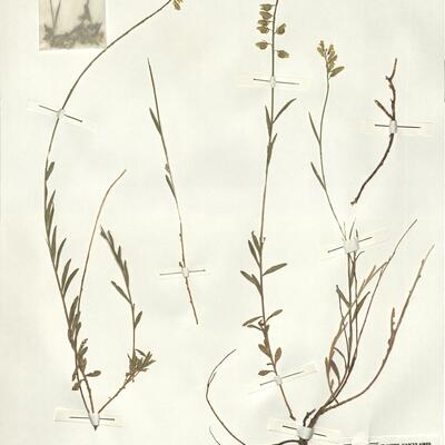 Polygala flavescens DC. var. maremmana Fiori -  RO-HSepv 14247 photo