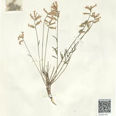 Polygala major Jacq. -  RO-HSepv 14248 photo