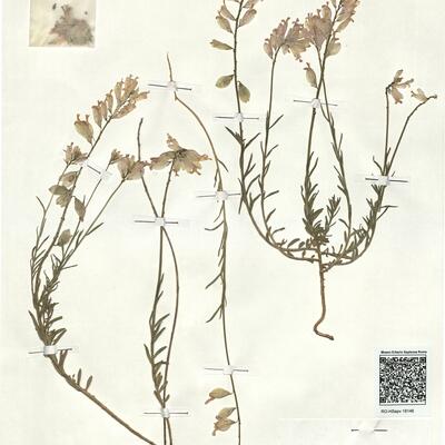 Polygala major Jacq. -  RO-HSepv 18146 photo