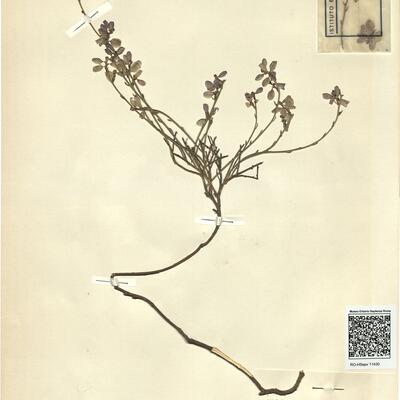 Polygala microphylla L.  -  RO-HSepv 11430 photo