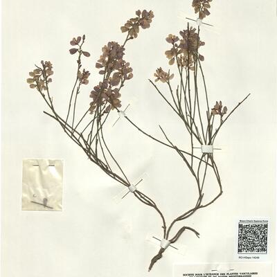 Polygala microphylla L.  -  RO-HSepv 14249 photo