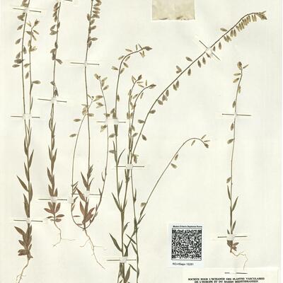 Polygala monspeliaca L. -  RO-HSepv 15281 photo