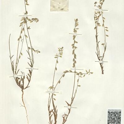 Polygala monspeliaca L. -  RO-HSepv 15282 photo