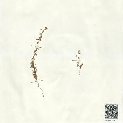 Polygala monspeliaca L. -  RO-HSepv 17178 photo