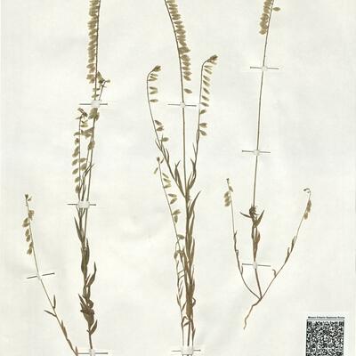 Polygala monspeliaca L. -  RO-HSepv 19211 photo