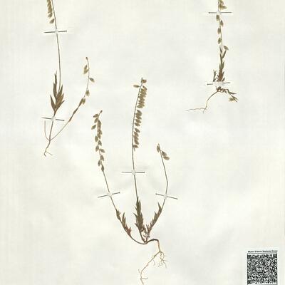 Polygala monspeliaca L. -  RO-HSepv 19212 photo