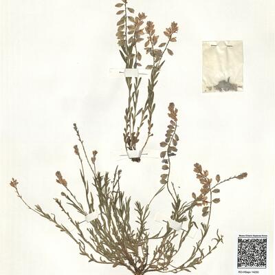 Polygala nicaeensis Risso ex Koch. subsp. mediterranea Chodat -  RO-HSepv 14250 photo