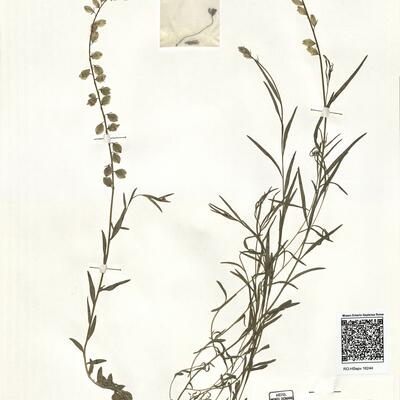 Polygala nicaeensis Risso ex Koch. subsp. mediterranea Chodat -  RO-HSepv 16244 photo