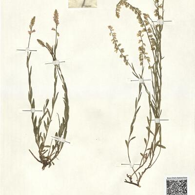 Polygala nicaeensis Risso subsp. gariodiana (Jord. & Fourr.) Chodat -  RO-HSepv 13302 photo