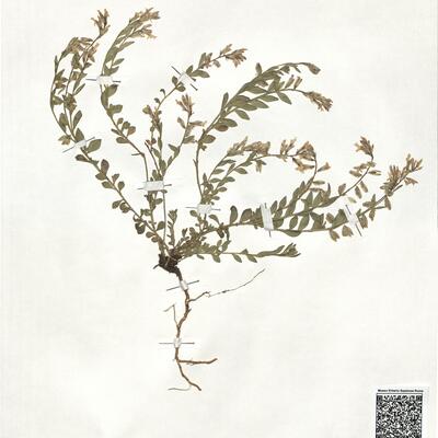 Polygala preslii Spreng. -  RO-HSepv 19213 photo