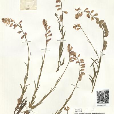 Polygala rosea Desf.  -  RO-HSepv 16245 photo