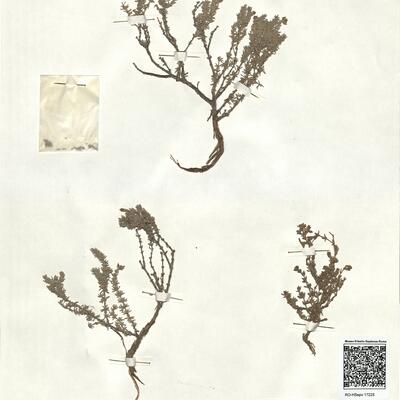 Frankenia corymbosa Desf. -  RO-HSepv 17225 photo