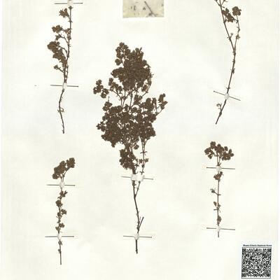 Frankenia hirsuta L. -  RO-HSepv 17226 photo