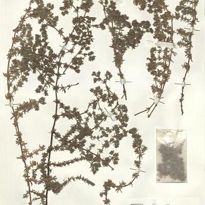 Frankenia laevis L. subsp. velutina (DC.) Maire  -  RO-HSepv 16278 photo