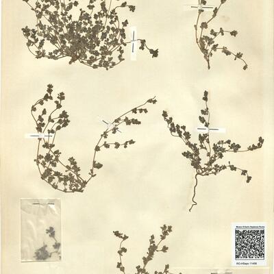 Frankenia pulverulenta L.  -  RO-HSepv 11456 photo