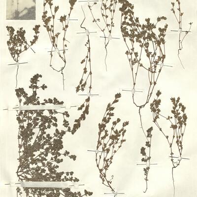 Frankenia pulverulenta L.  -  RO-HSepv 15315 photo