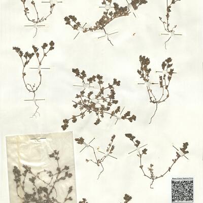 Frankenia pulverulenta L.  -  RO-HSepv 17227 photo