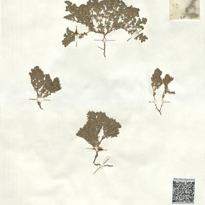 Frankenia pulverulenta L.  -  RO-HSepv 17228 photo