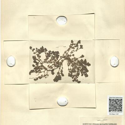 Frankenia pulverulenta L.  subsp. pulverulenta -  RO-HSepv 11457 photo