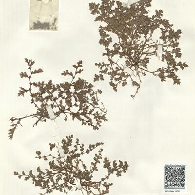 Frankenia pulverulenta L.  subsp. pulverulenta -  RO-HSepv 14293 photo