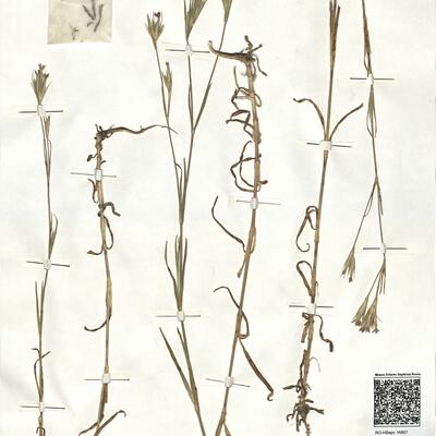 Dianthus armeria L. -  RO-HSepv 16857 photo